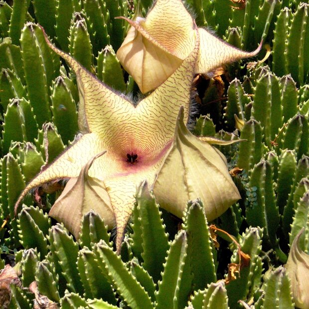 Riesen-Aasblume (Stapelia gigantea)