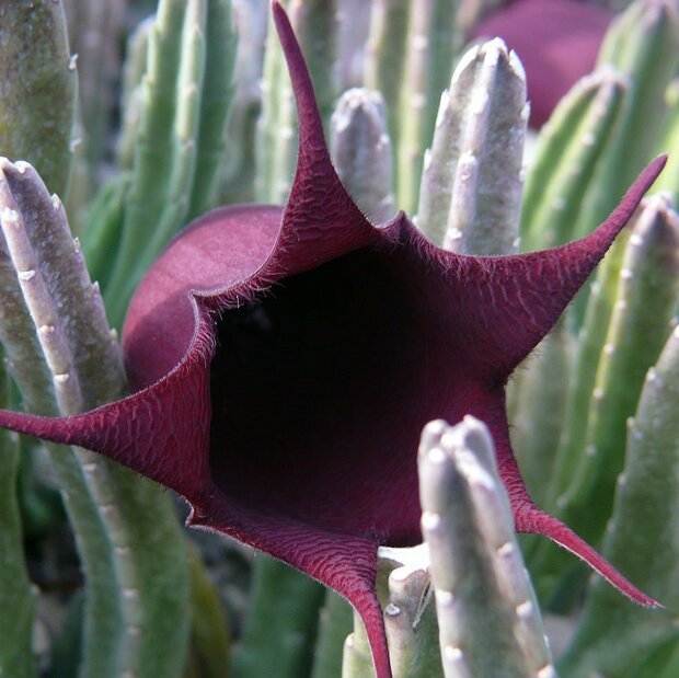 Aasblume (Stapelia leendertziae)