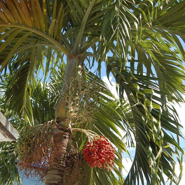 Manilla-Palme (Veitchia merrillii)