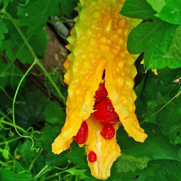 Bittermelone (Momordica charantia)