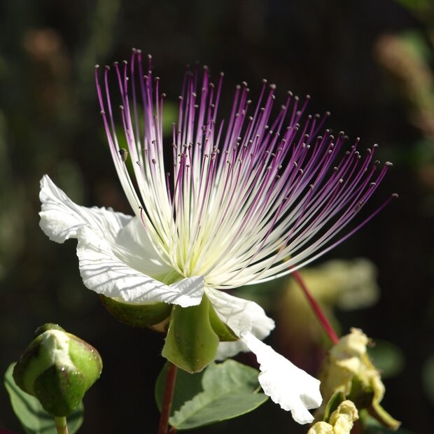 Kapernstrauch (Capparis spinosa)