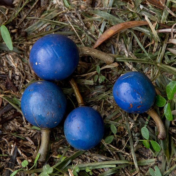 Blauer Quandong (Elaeocarpus angustifolius)