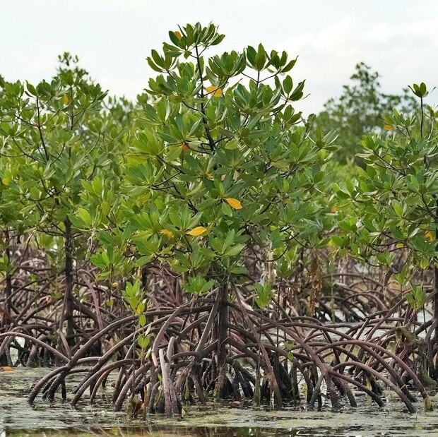 Rote Mangrove (Rhizophora mangle)
