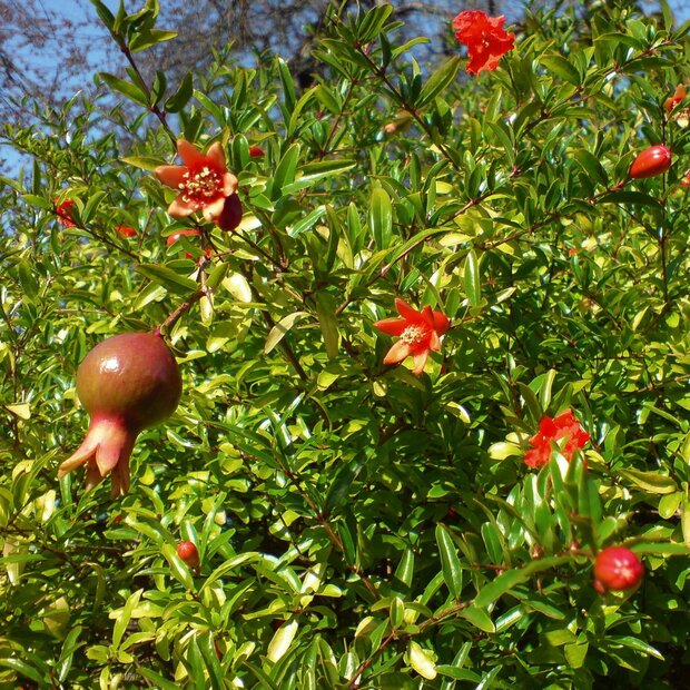 Zwerggranatapfel (Punica granatum 'nana')