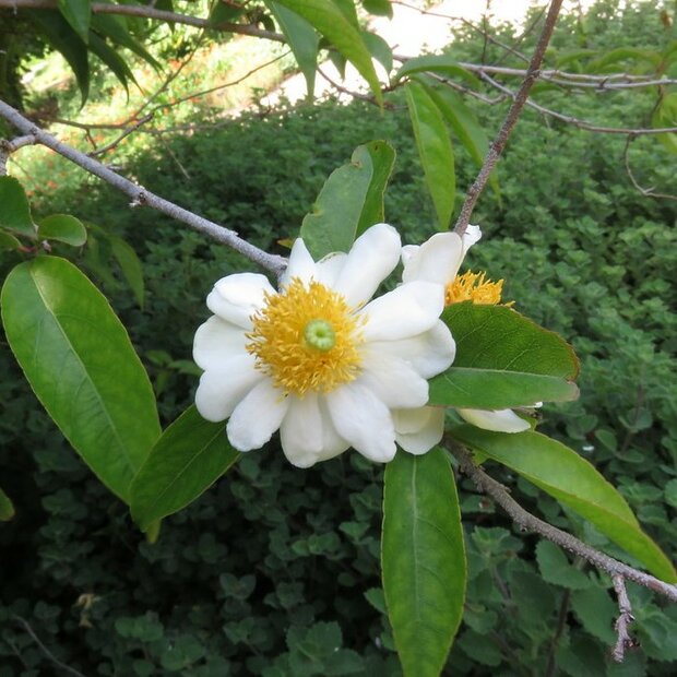Spiegelei-Baum (Oncoba spinosa)