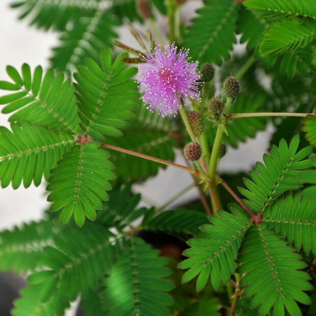 Echte Mimose (Mimosa pudica)