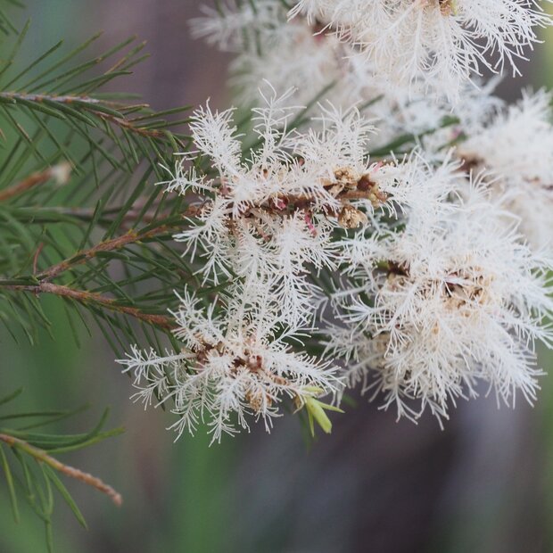 Australischer Teebaum (Melaleuca alternifolia)