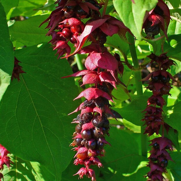 Karamellbeere (Leycesteria formosa)
