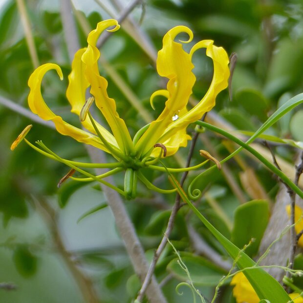 Gelbe Gloriosa (Gloriosa lutea)