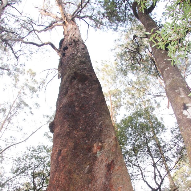 Riesen-Eukalyptus (Eucalyptus regnans)