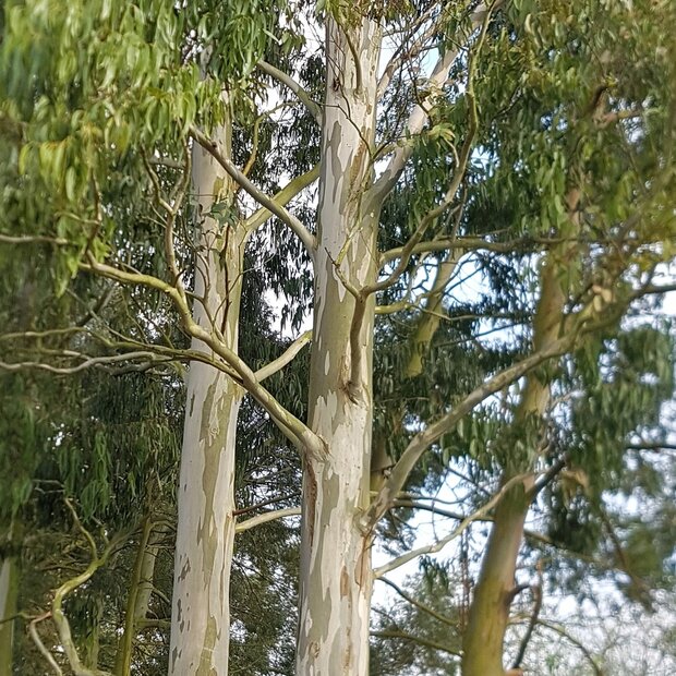 Schnee-Eukalyptus (Eucalyptus pauciflora ssp. niphophila)