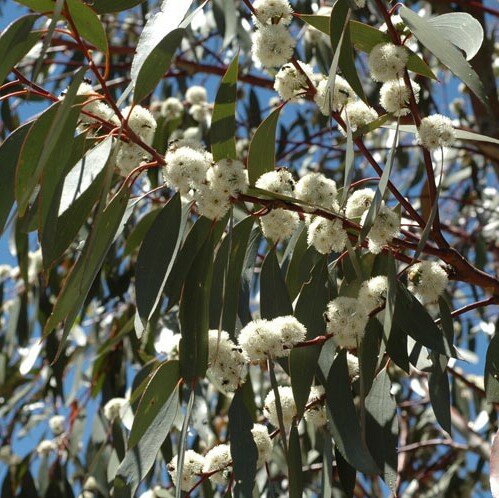 Schnee-Eukalyptus (Eucalyptus pauciflora ssp. pauciflora)