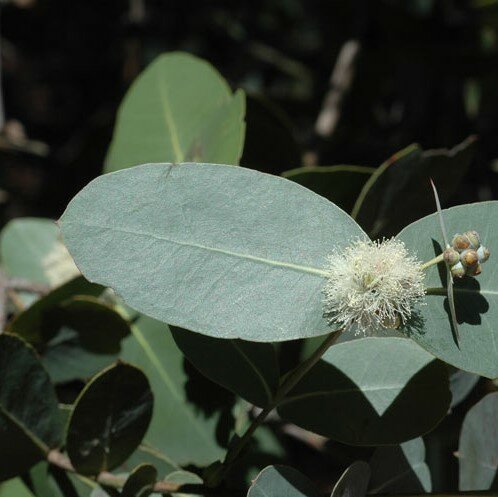 Omea eukalyptus (Eucalyptus neglecta)