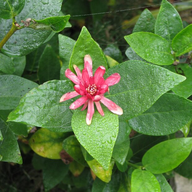 Westlicher Gew&uuml;rzstrauch (Calycanthus occidentalis)