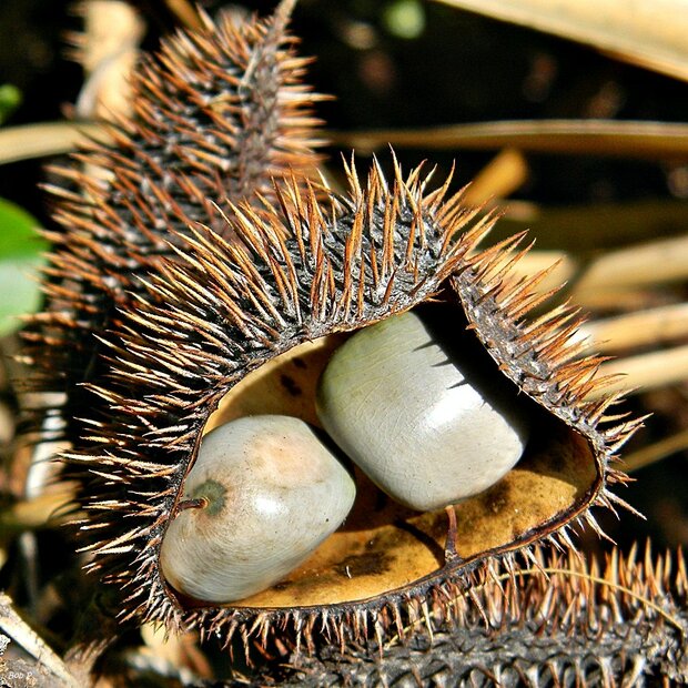 Graue Knicknuss (Caesalpinia bonduc)