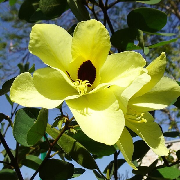 Gelber Orchideenbaum (Bauhinia tomentosa)