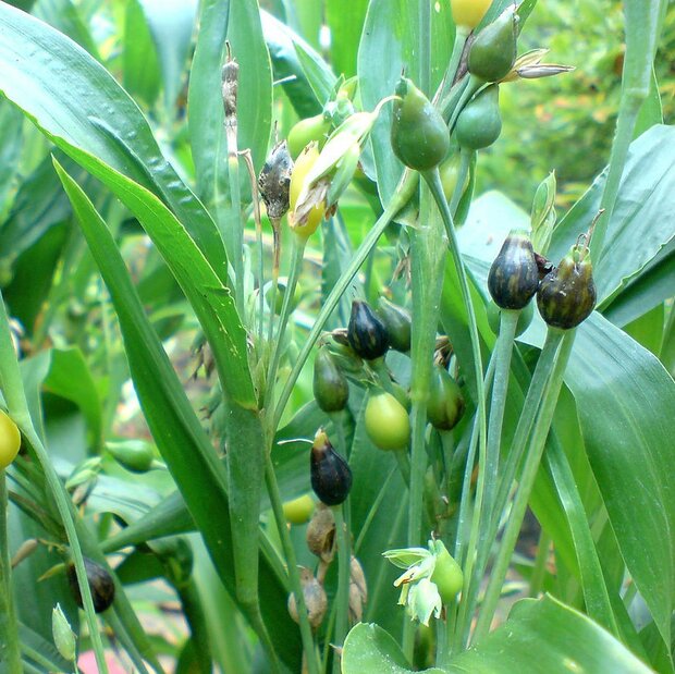 Hiobstr&auml;nen (Coix lacryma-jobi)