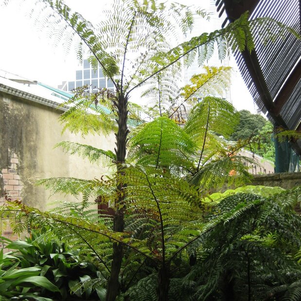 Schwarzer Baumfarn (Cyathea rebeccae)
