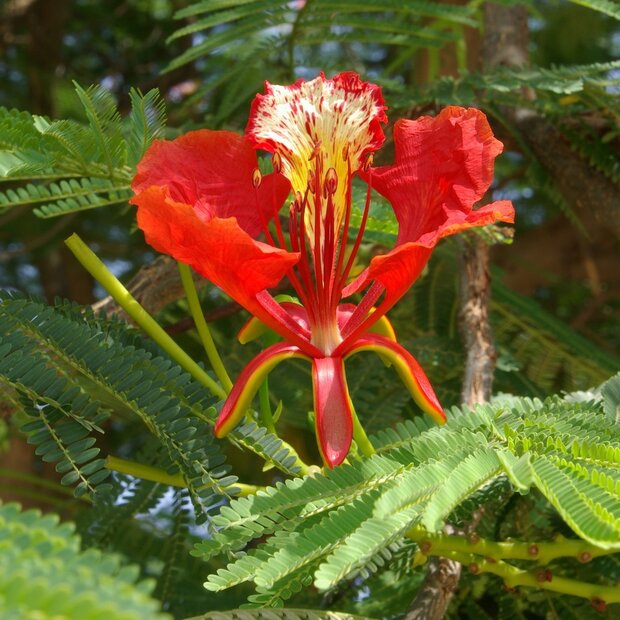 Flammenbaum (Delonix regia)