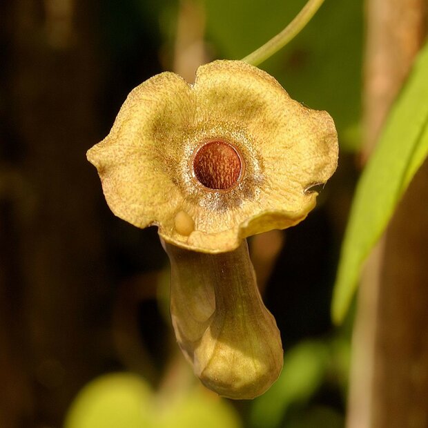 Gro&szlig;bl&auml;ttrige Pfeifenblume (Aristolochia macrophylla)