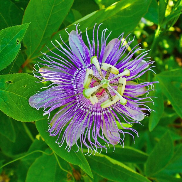 Maypop Passionsblume (Passiflora incarnata)
