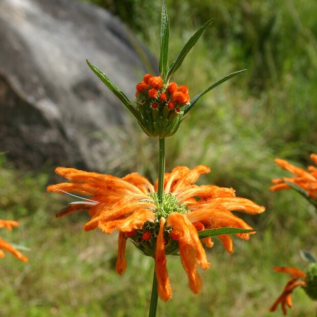 L&ouml;wenohr (Leonotis leonurus)