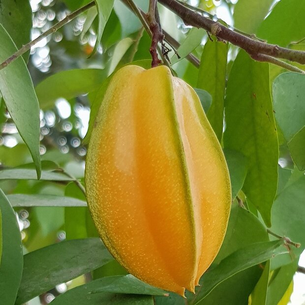 Karambole (Averrhoa carambola)