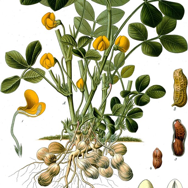 Erdnuss (Arachis hypogaea)