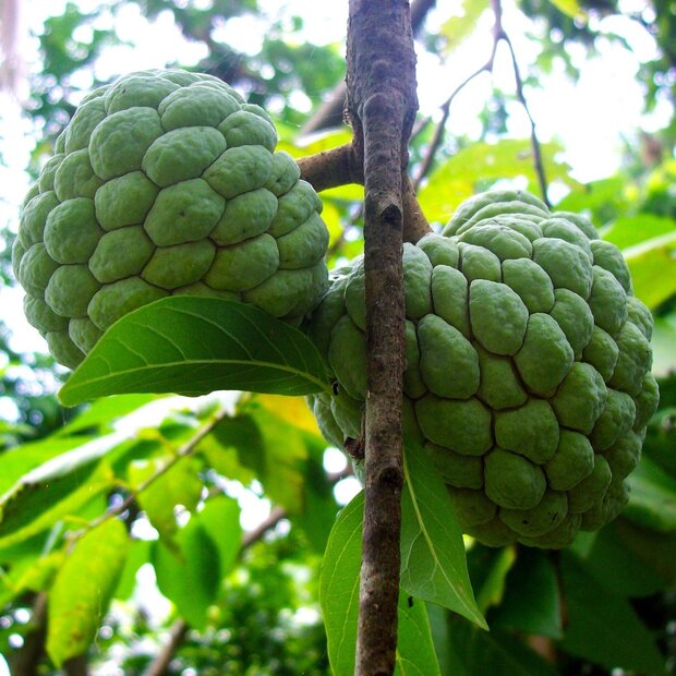 Zuckersack (Annona squamosa)