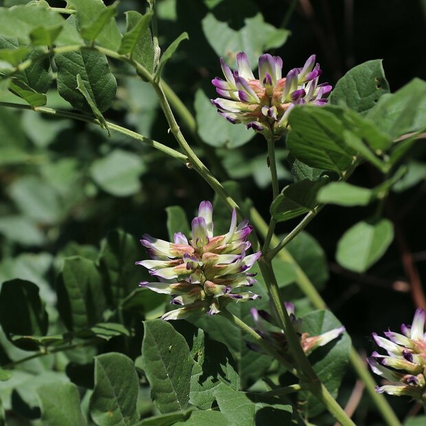 Chinesischer S&uuml;&szlig;holz (Glycyrrhiza uralensis)
