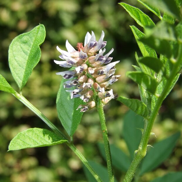 S&uuml;&szlig;holz (Glycyrrhiza glabra)