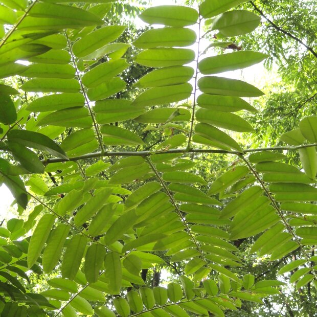 Chinesischer Ton (Toona sinensis)