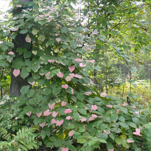Sibirische Kiwi (Actinidia kolomikta)