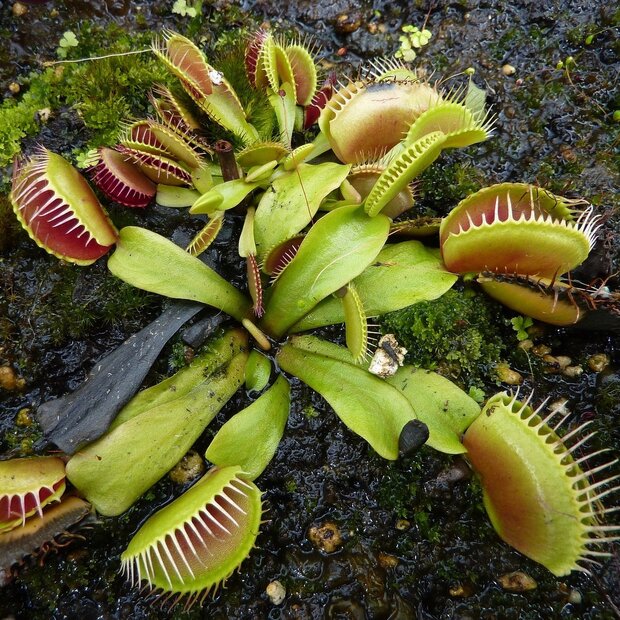 Venusfliegenfalle (Dionaea muscipula)