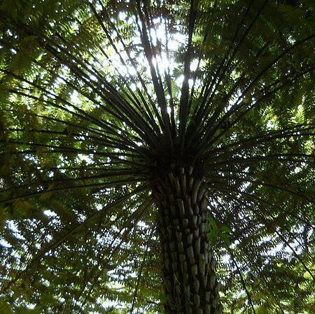 Baumfarn (Cyathea australis)