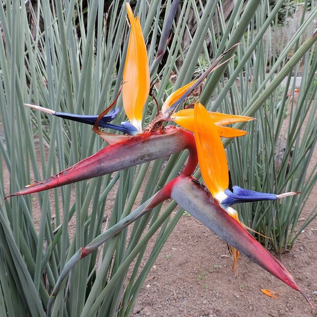 Speerf&ouml;rmige Paradiesvogelblume (Strelitzia juncea)