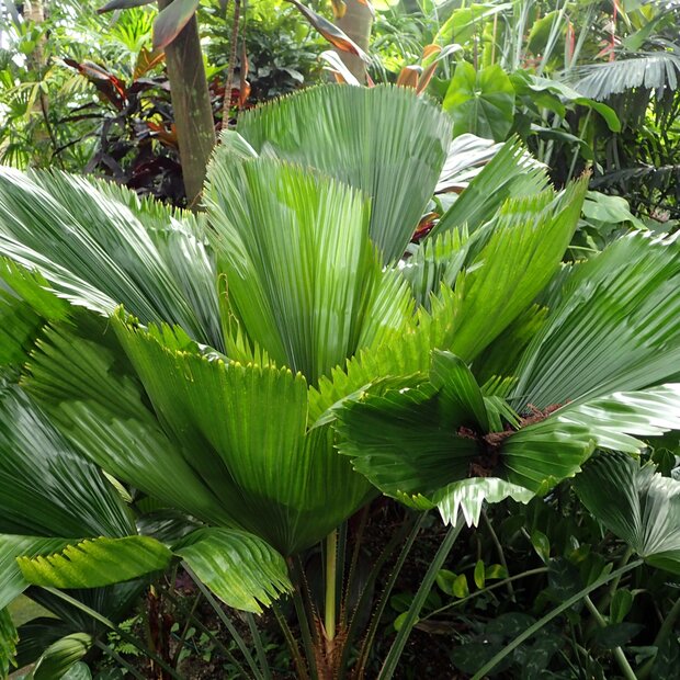 Vanuatu-F&auml;cherpalme (Licuala grandis)