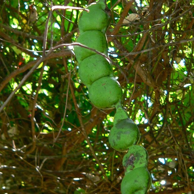 Afrikanisches Traumkraut (Entada rheedii)