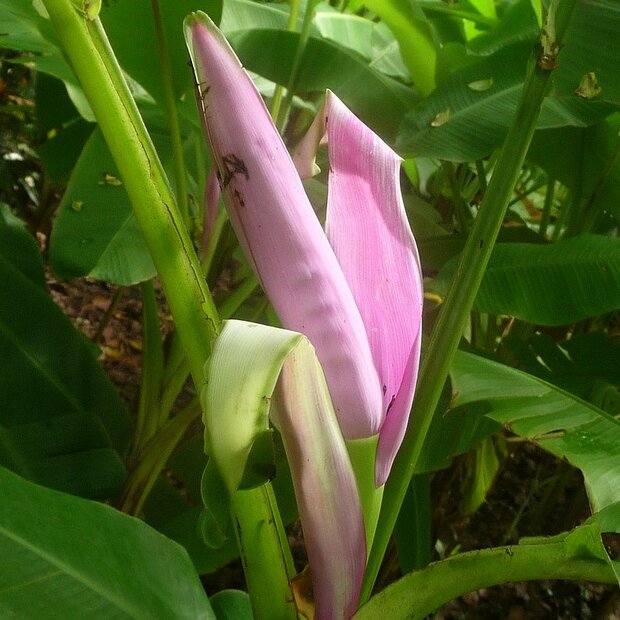 Rosa Banane (Musa ornata)