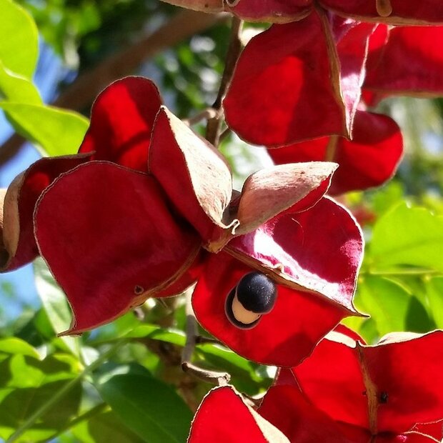 Schwarzer Perlenbaum (Majidea zanguebarica)