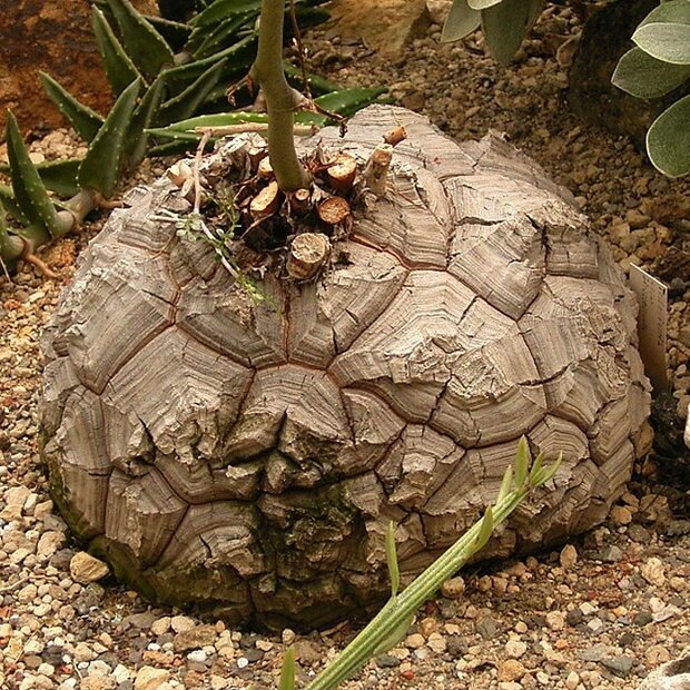 Schildkr&ouml;tenpflanze (Dioscorea elephantipes)