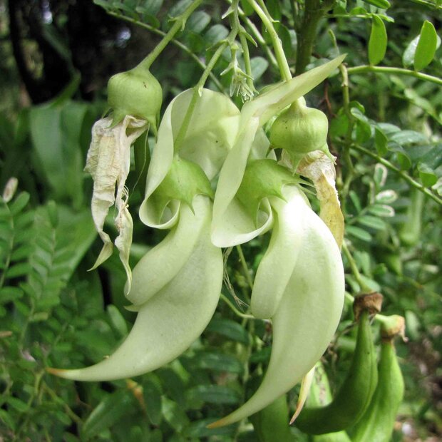 Wei&szlig;er Papageienschnabel (Clianthus puniceus 'alba')