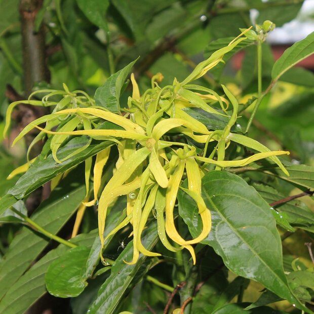 Ylang-Ylang (Cananga odorata)
