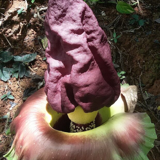 Elefantenknolle (Amorphophallus paeoniifolius)