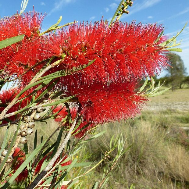 Roter Zuckergussbaum (Callistemon phoeniceus)