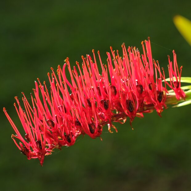 Poor Knights-Lilie (Xeronema callistemon)