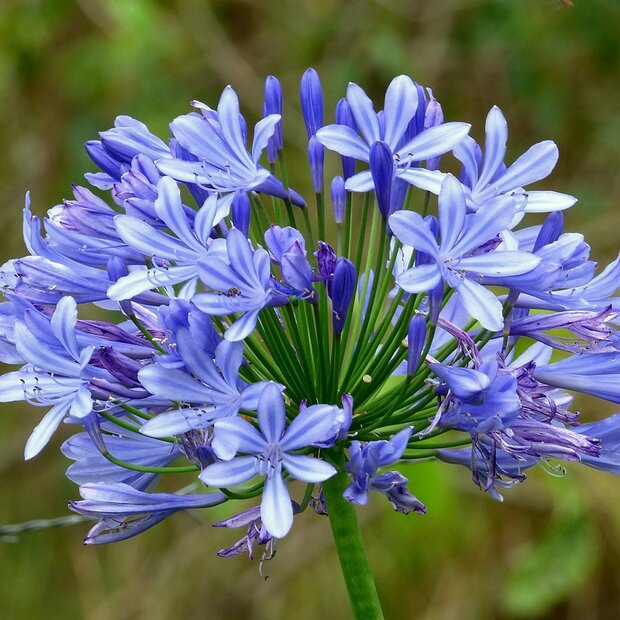 Afrikanische Lilie (Agapanthus praecox)