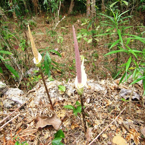 Aronstab (Amorphophallus variabilis)