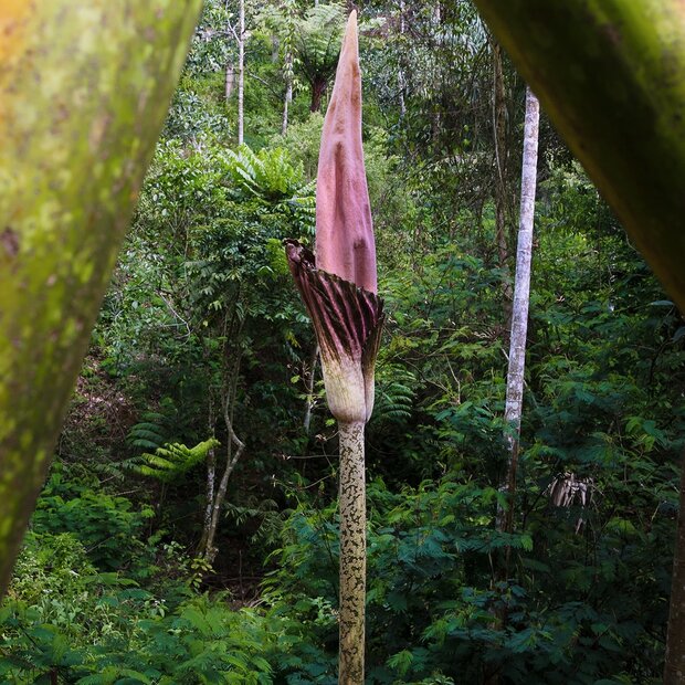 Aronstab (Amorphophallus gigas)