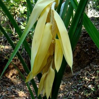 Benstonea (Benstonea thwaitesii)